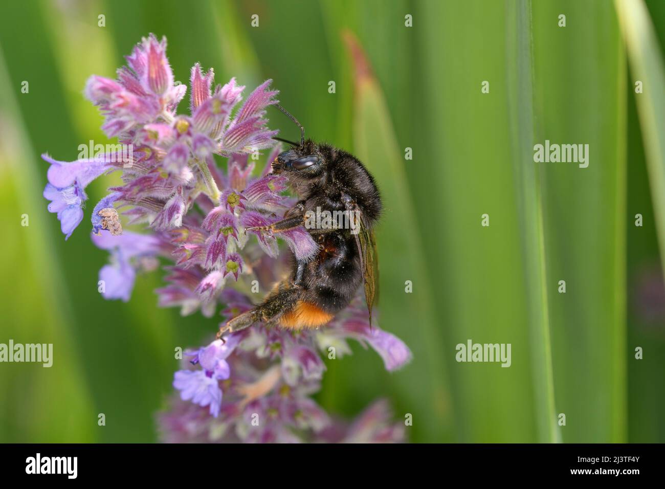 Red-tailed bumblebee - Bombus lapidarius - pollinates catmint or catnip - Nepeta „Walker`s Low“ Stock Photo